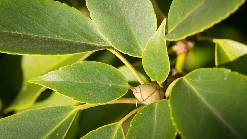 Trochodendron aralioides Feuilles