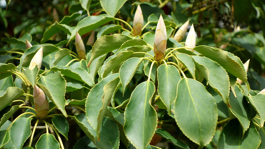 Trochodendron aralioides Feuilles