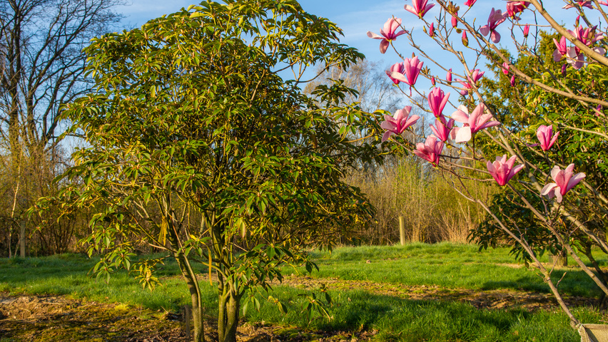 Trochodendron aralioides multi-troncs