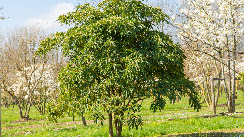 Trochodendron aralioides multi-troncs