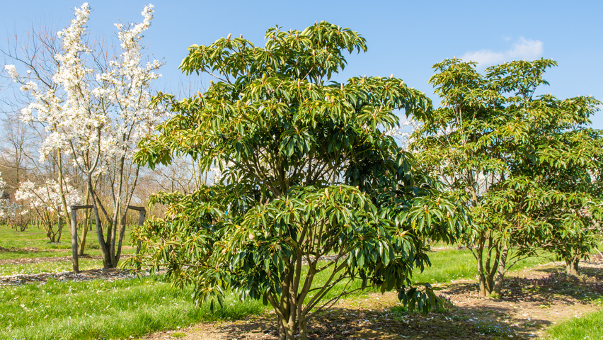 Trochodendron aralioides multi-troncs