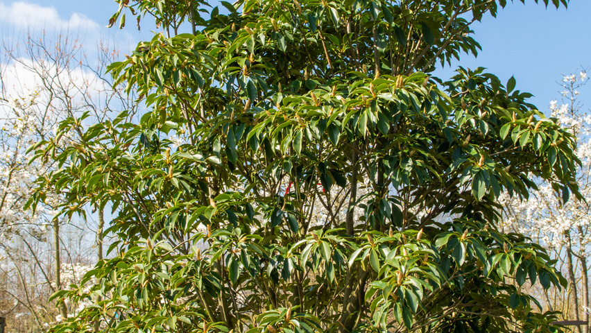 Trochodendron aralioides multi-troncs