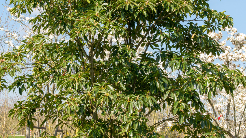 Trochodendron aralioides multi-troncs