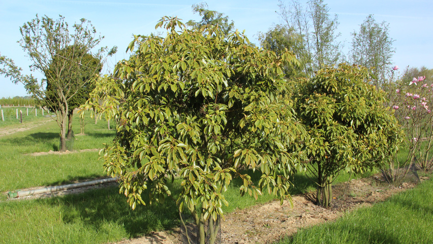 Trochodendron aralioides multi-troncs