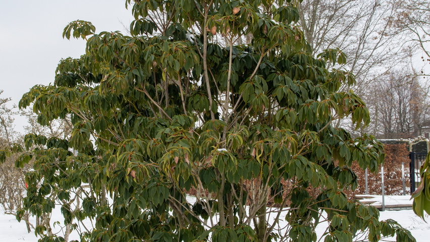 Trochodendron aralioides multi-troncs