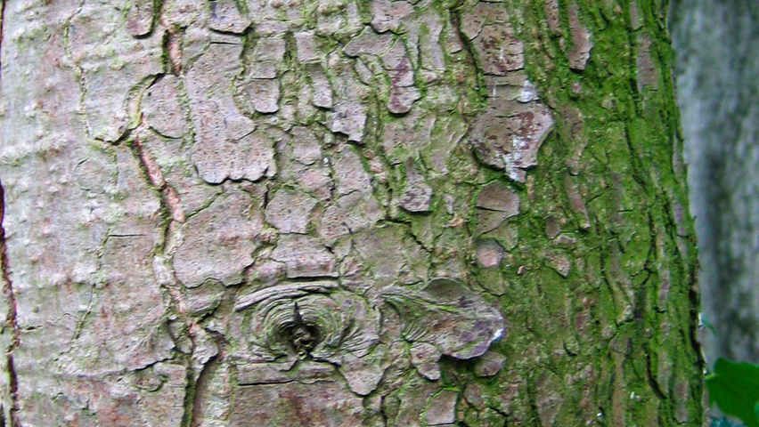 Tsuga canadensis bast
