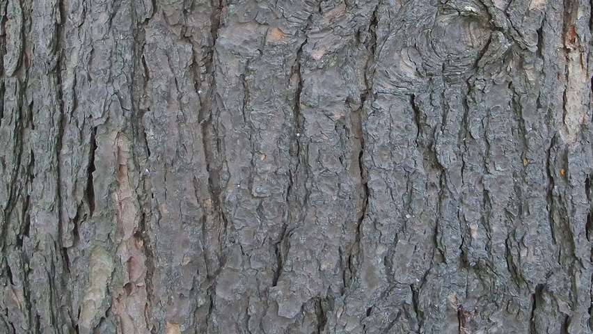 Tsuga canadensis bast