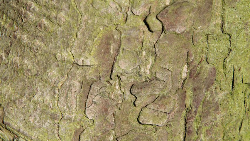 Tsuga canadensis bast