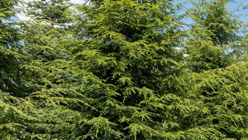 Tsuga canadensis beveerd