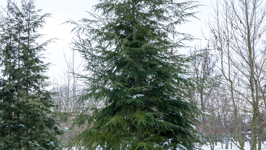Tsuga canadensis beveerd