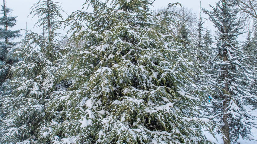 Tsuga canadensis beveerd