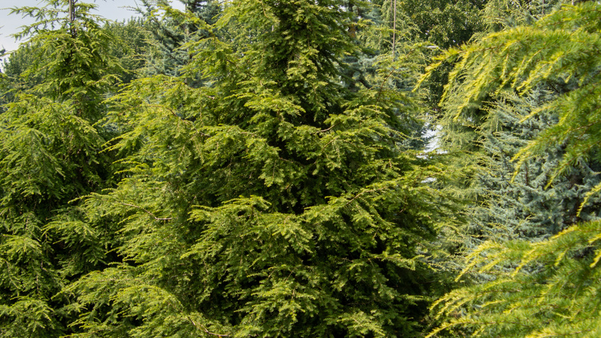 Tsuga canadensis beveerd