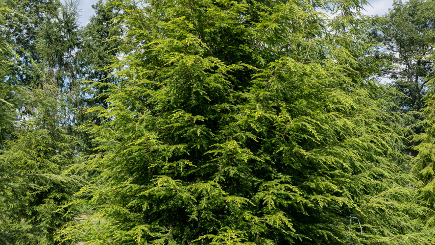 Tsuga canadensis beveerd