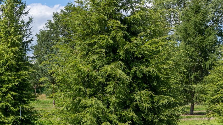 Tsuga canadensis beveerd