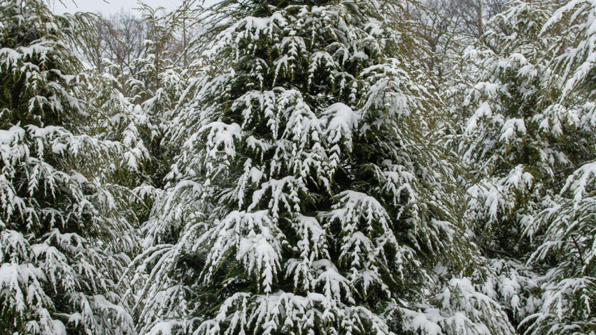 Tsuga canadensis beveerd