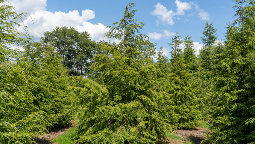 Tsuga canadensis beveerd