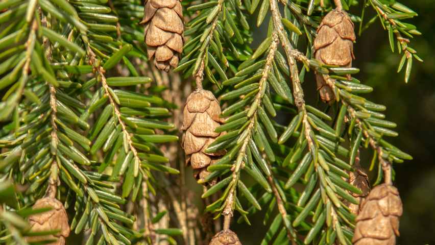Tsuga canadensis vrucht