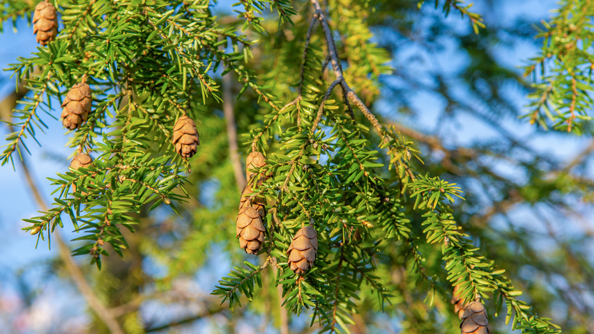 Tsuga canadensis vrucht