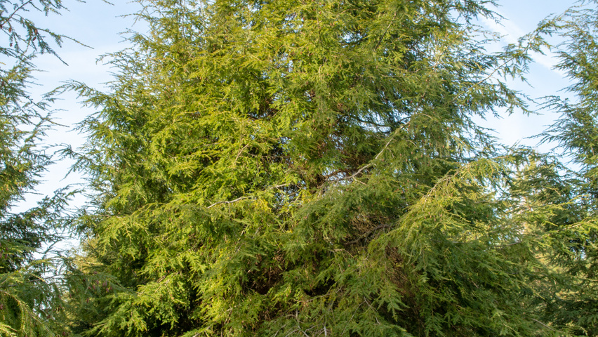 Tsuga canadensis hoogstam