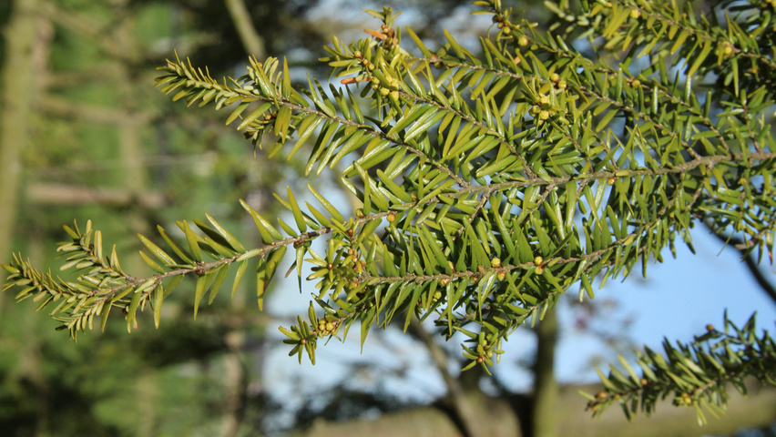 Tsuga canadensis blad