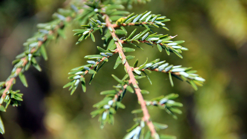 Tsuga canadensis blad