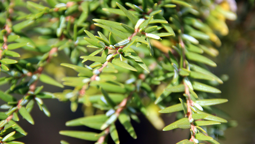 Tsuga canadensis blad
