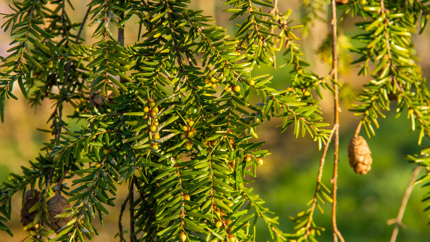 Tsuga canadensis blad