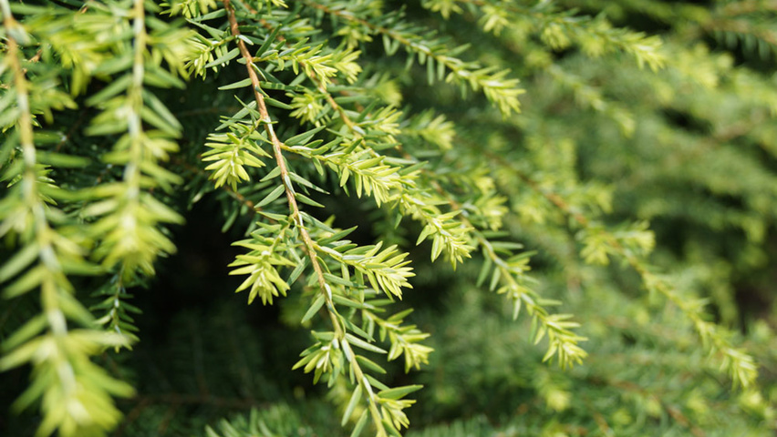Tsuga canadensis blad