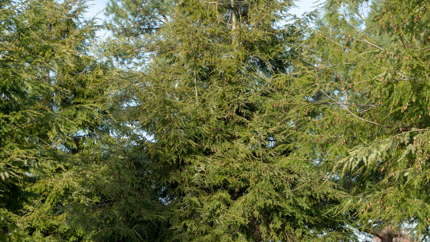 Tsuga canadensis meerstammig