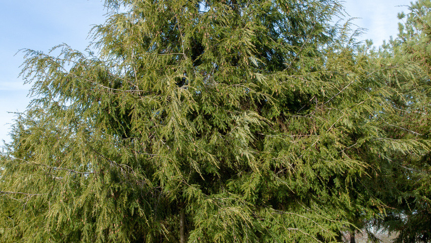Tsuga canadensis meerstammig