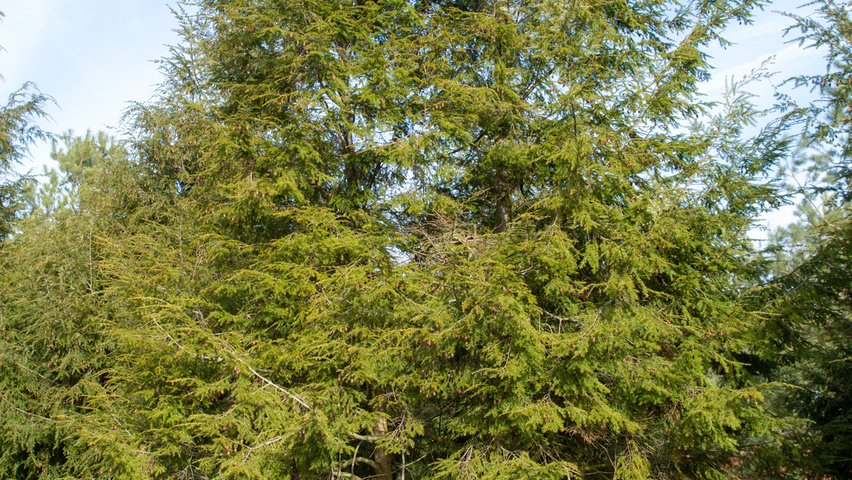 Tsuga canadensis meerstammig