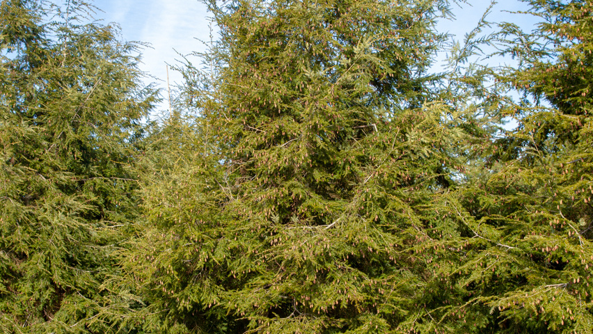 Tsuga canadensis meerstammig
