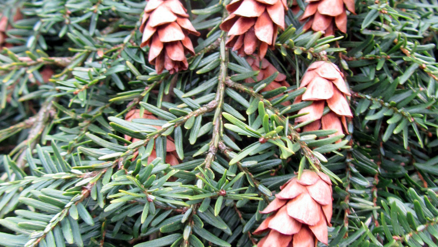 Tsuga canadensis 'Pendula' fruits