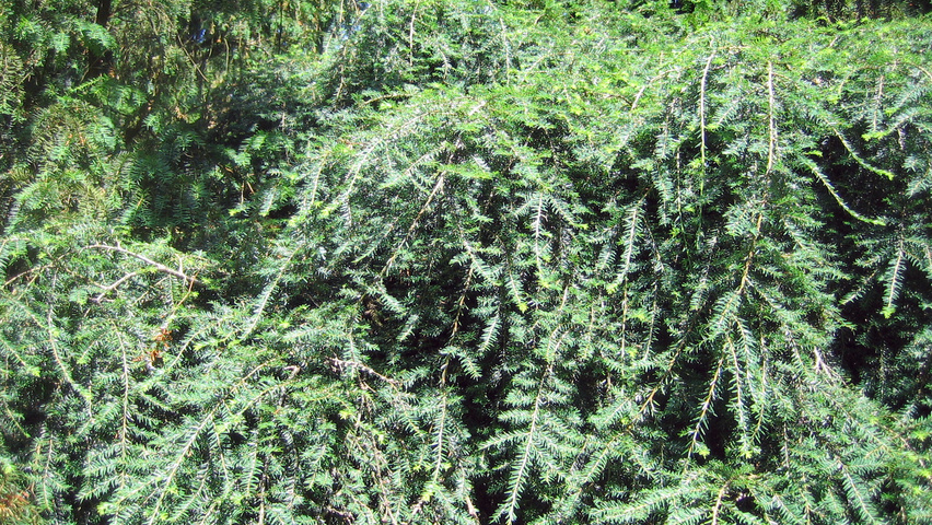 Tsuga canadensis 'Pendula' leaves