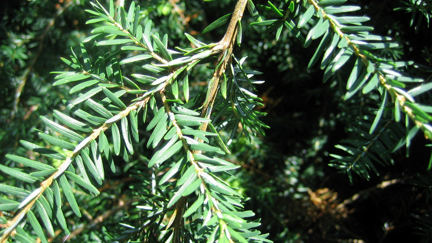 Tsuga canadensis 'Pendula' leaves