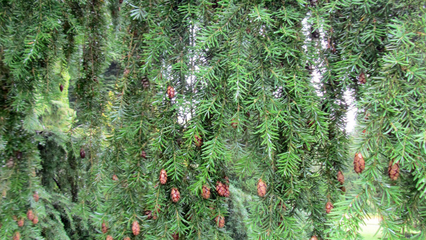 Tsuga canadensis 'Pendula' leaves