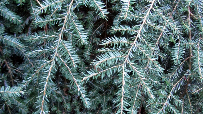 Tsuga canadensis 'Pendula' leaves