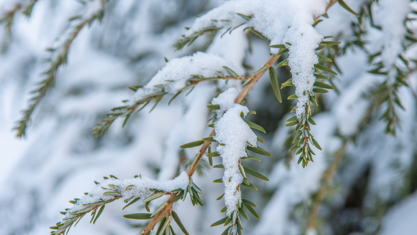 Tsuga canadensis twijgen