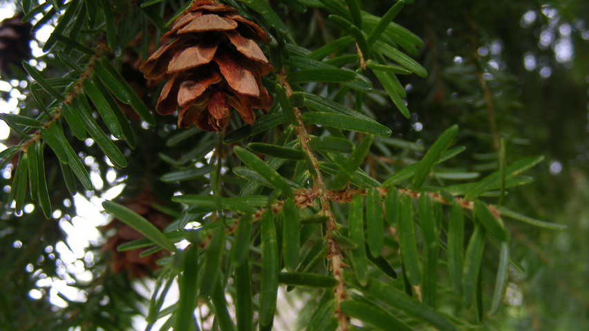 Tsuga heterophylla leaves