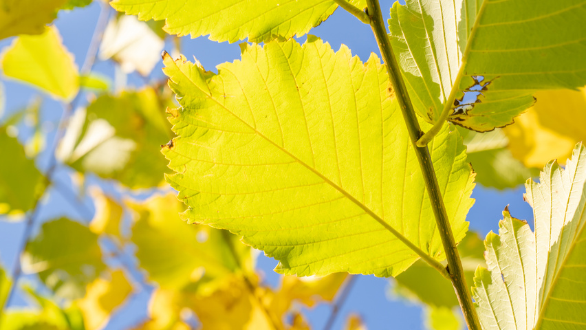 Ulmus americana 'Princeton' liście jesienią