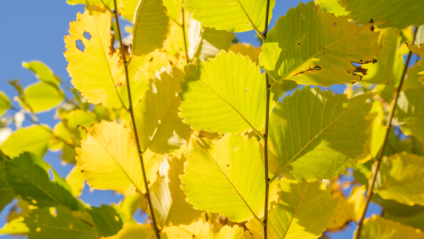 Ulmus americana 'Princeton' liście jesienią