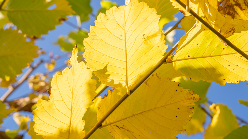 Ulmus americana 'Princeton' liście jesienią