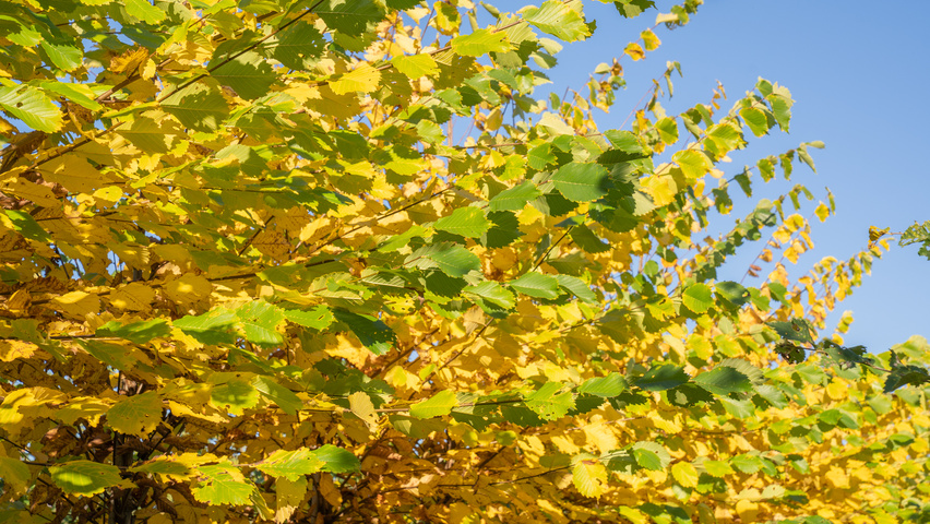 Ulmus americana 'Princeton' liście jesienią