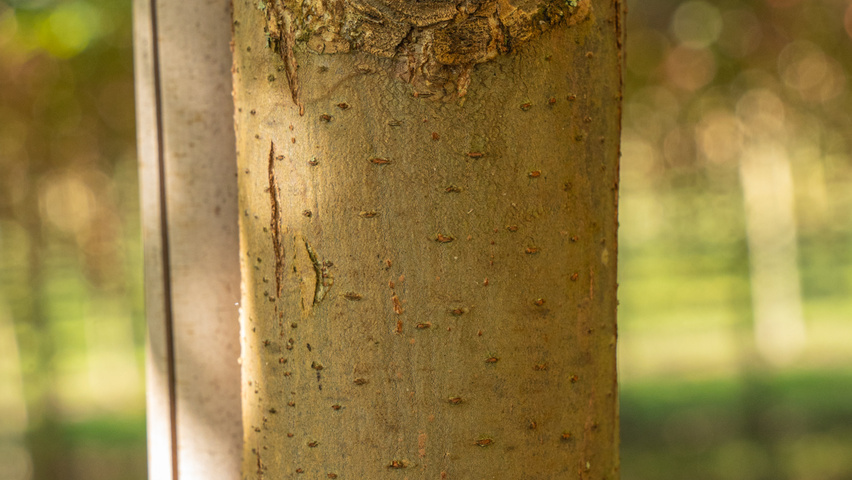 Ulmus americana 'Princeton' kora