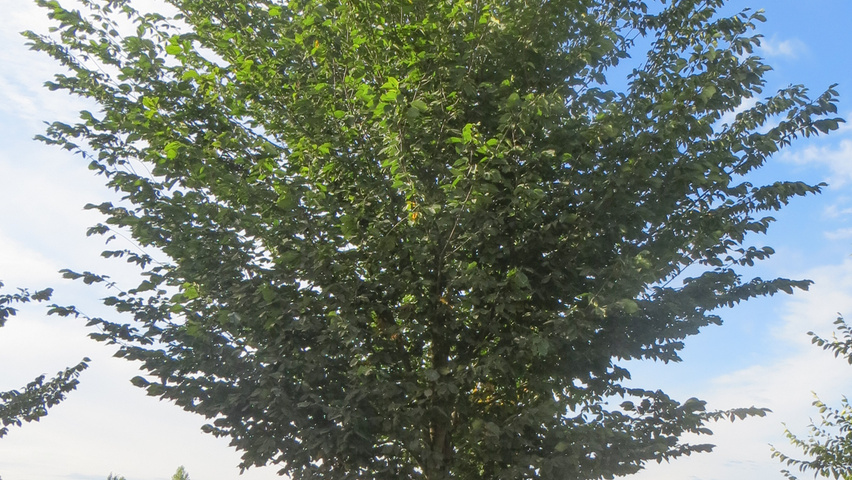 Ulmus americana 'Princeton' pienne