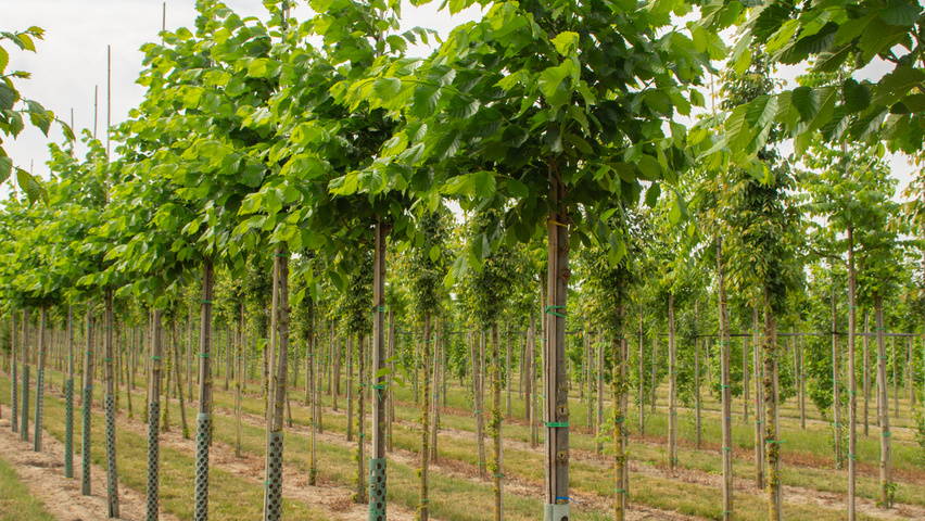 Ulmus americana 'Princeton' pienne