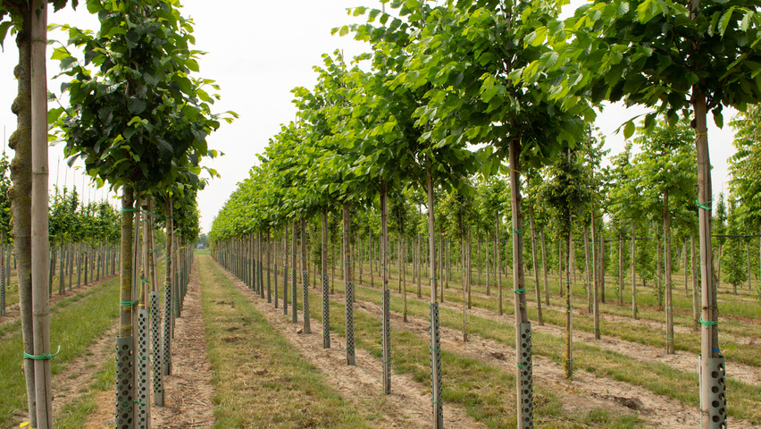 Ulmus americana 'Princeton' pienne