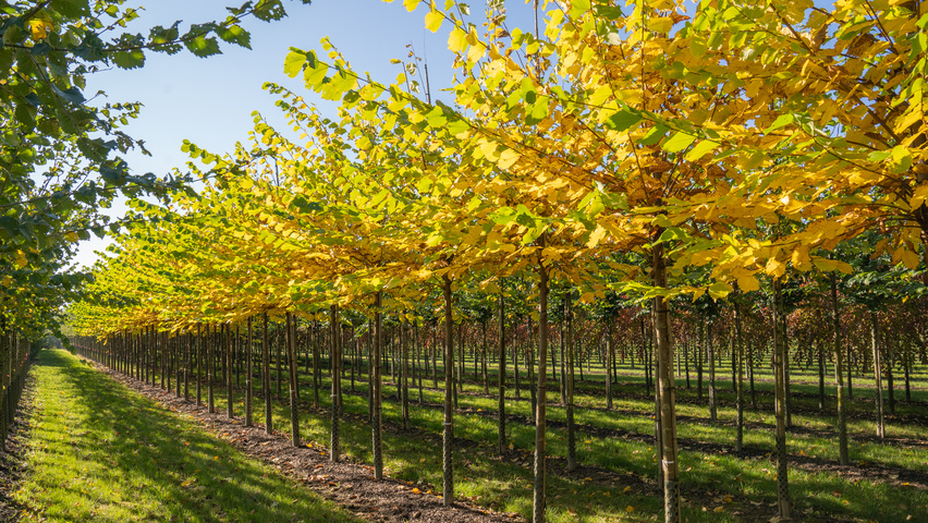 Ulmus americana 'Princeton' pienne