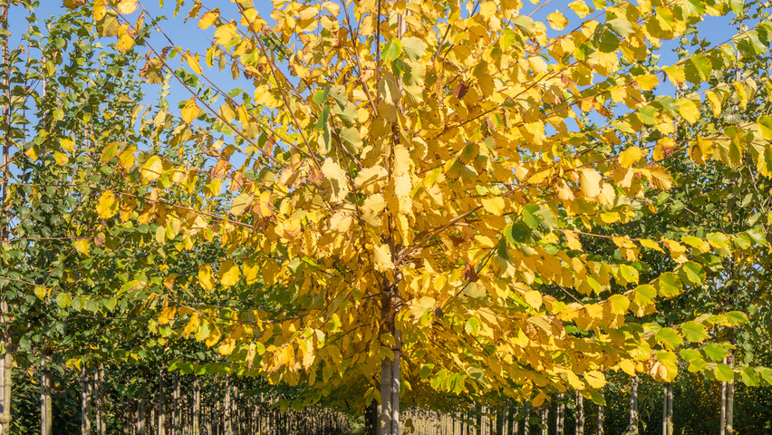 Ulmus americana 'Princeton' pienne