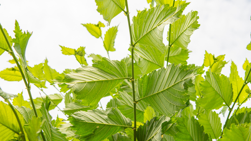 Ulmus americana 'Princeton' liście